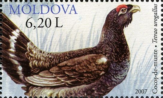 Western Capercaillie (Tetrao urogallus)