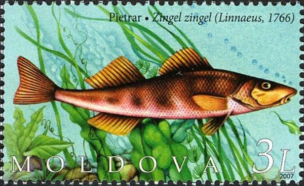 Common Zingel (Zingel zingel)