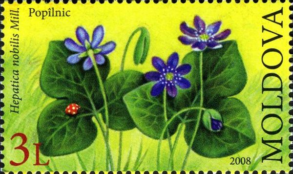 Anemone Hepatica (Hepatica nobilis)