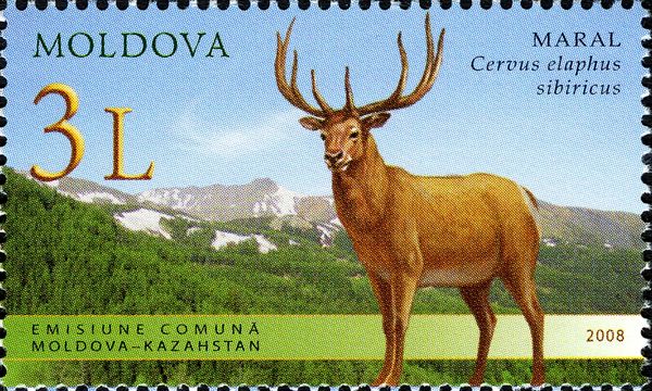 Siberian Wapiti (Cervus elaphus sibiricus)