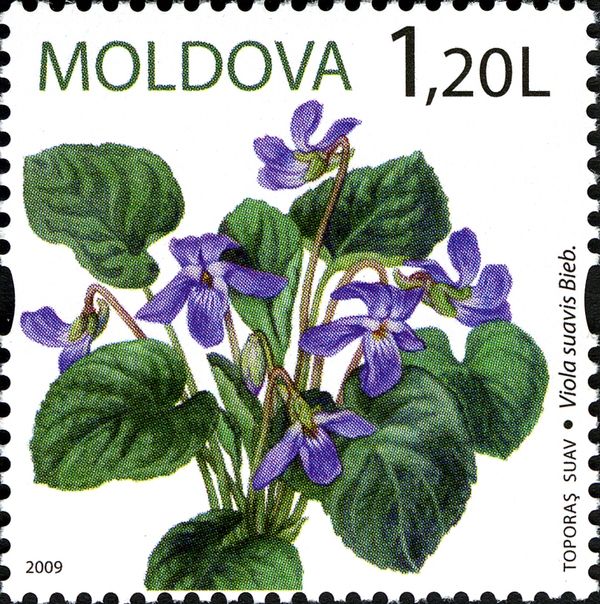 Viola (Viola suavis Bieb)