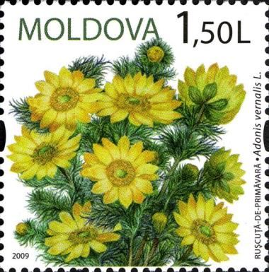 Spring Pheasant's Eye (Adonis vernalis L)