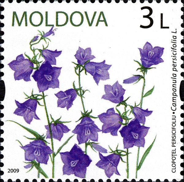 Bellflower (Campanula persicifolia L)