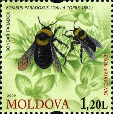 Bumblebee (Bombus paradoxus)
