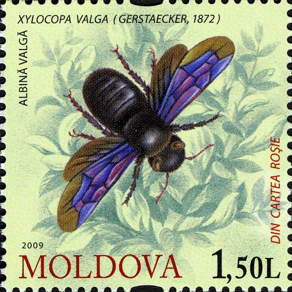 Carpenter Bee (Xylocopa valga)