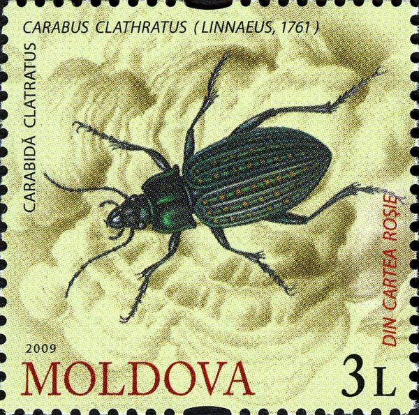 Ground Beetle (Carabus clathratus)