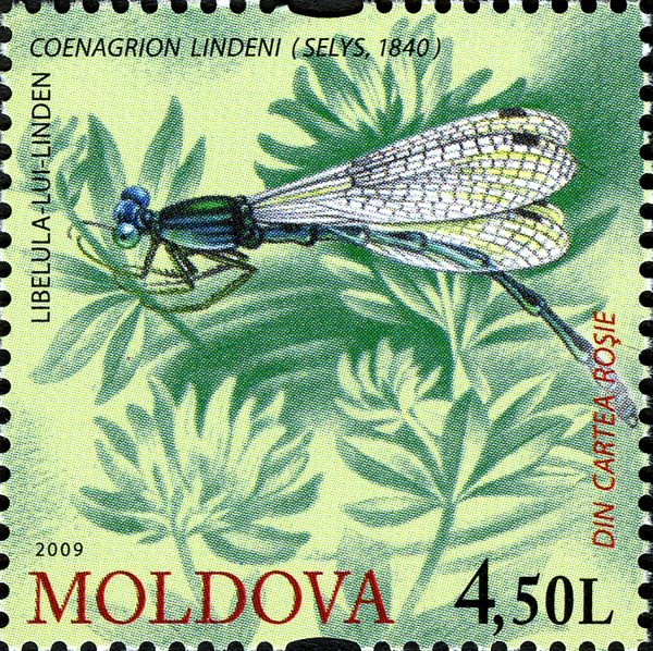Goblet-marked Damselfly (Coenagrion lindeni)
