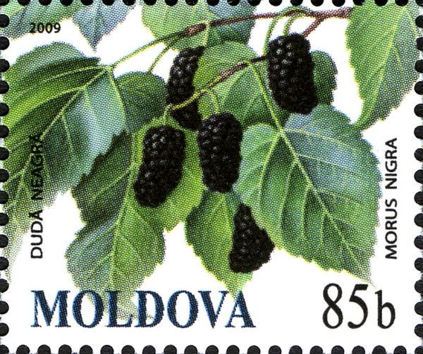 Black Mulberries (Morus nigra)