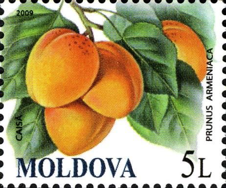 Apricots (Prunus armeniaca)