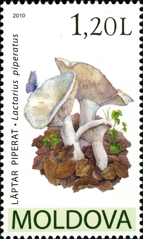 Peppery Milk-Cap (Lactarius piperatus)