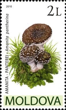 Panther Cap (Amanita pantherina)