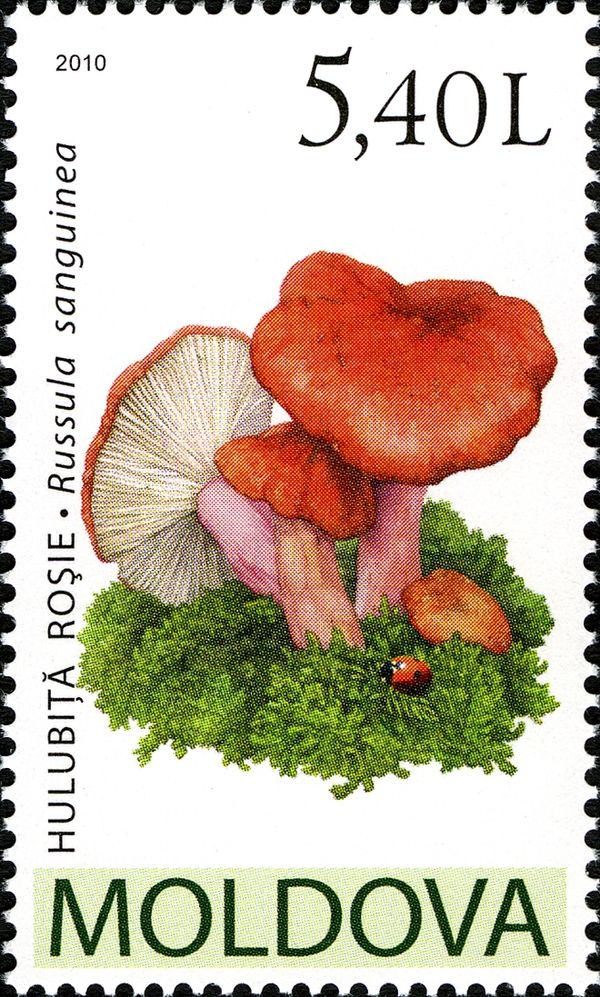 Bloody Brittlegill (Russula sanguinea)