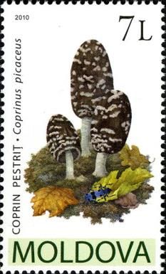 Magpie Fungus (Coprinus picaceus)