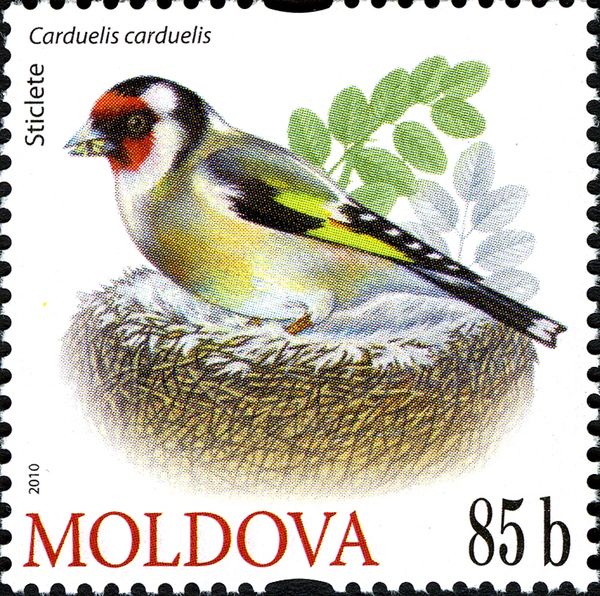 European Goldfinch (Carduelis carduelis)