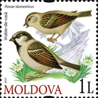 House Sparrow (Passer domesticus)