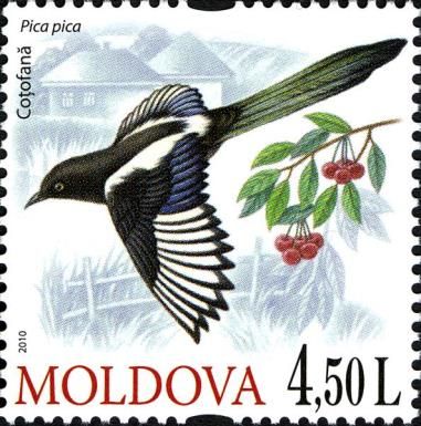 Eurasian Magpie (Pica pica)