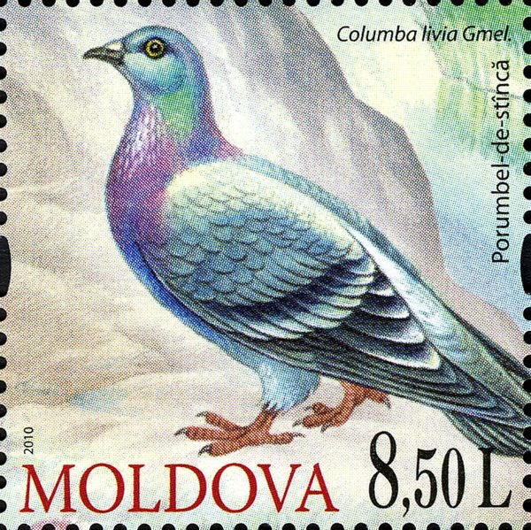 Rock Dove (Columba livia)