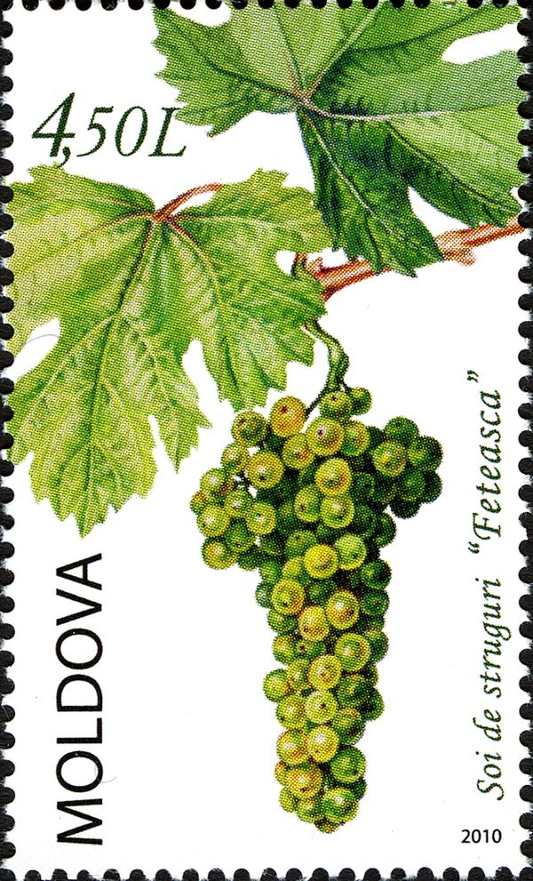 Grape Variety - "Feteasca"