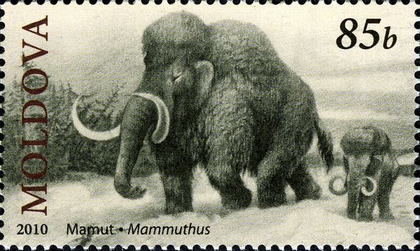 Mammoth (Mammuthus sp.)