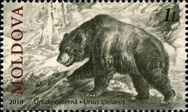 Cave Bear (Ursus spelaeus)