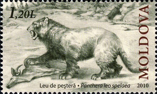 Cave Lion (Panthera leo spelaea)