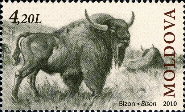European Bison (Bison bonasus)