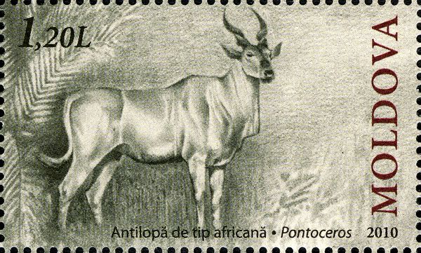 African Antelope (Pontoceros ambiguus)