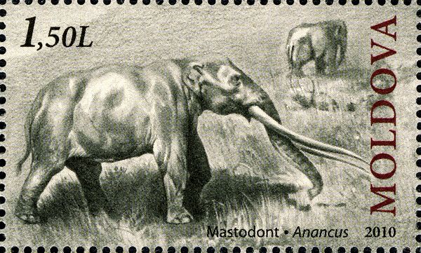 Mastodon (Anancus)