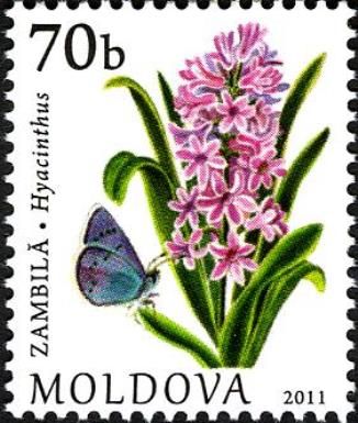 Hyacinth