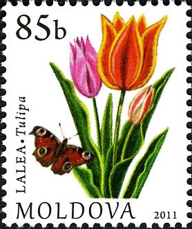Tulip