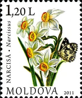 Narcissus