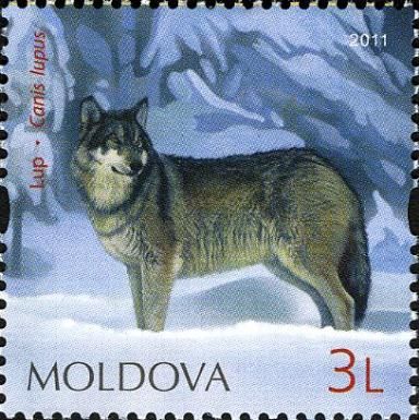 Wolf (Canis lupus)
