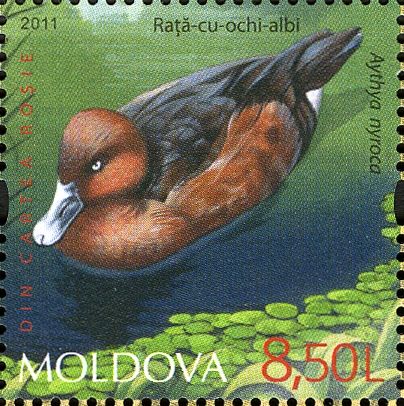Ferruginous Duck (Aythya nyroca)