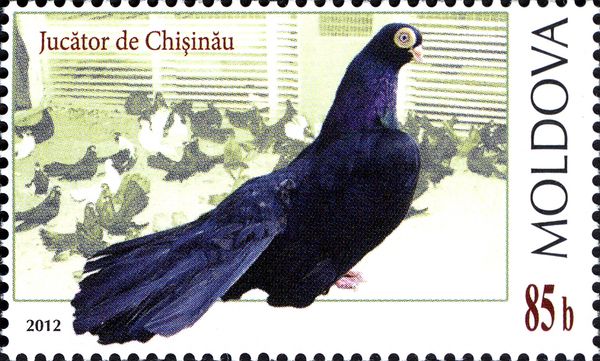 Jucător de Chişinău (Columba livia forma domestica)