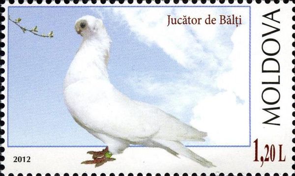 Jucător de Bălți (Columba livia forma domestica)