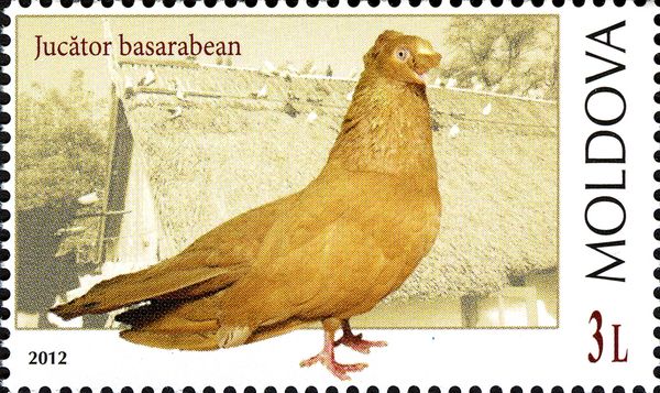 Jucător Basarabean (Columba livia forma domestica)