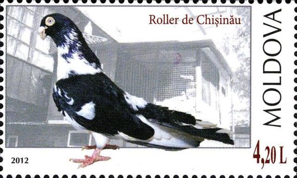 Chişinău Roller (Columba livia forma domestica)