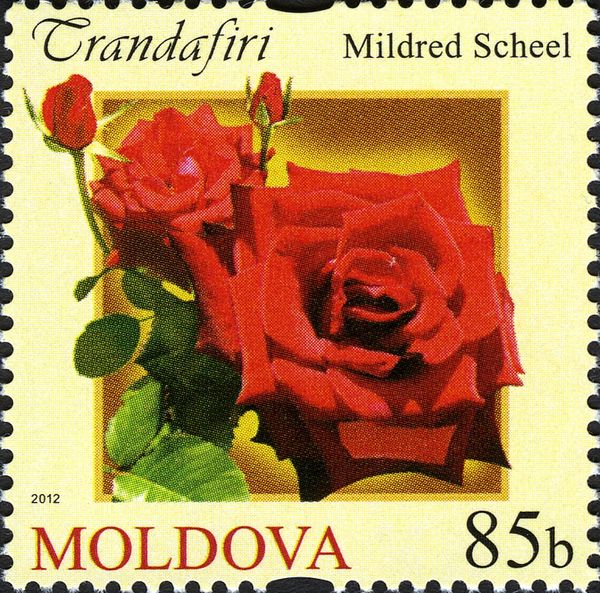 Mildred Scheel Rose