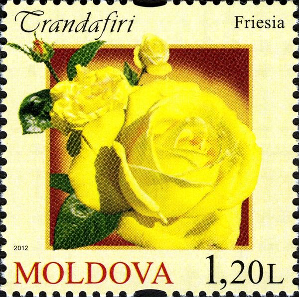 Friesia Rose