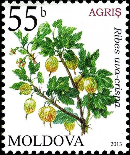 Gooseberry (Ribes uva-crispa)