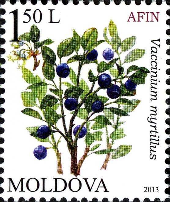 Blueberry (Vaccinium myrtillus)