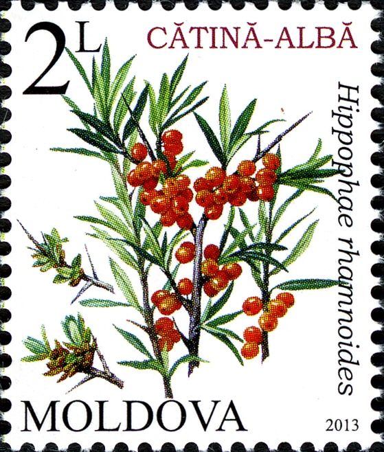 Common Sea-buckthorn (Hippophae rhamnoides)
