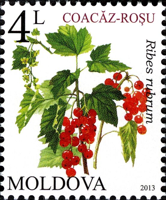 Redcurrant (Ribes rubrum)