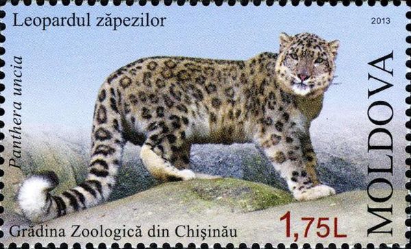 Snow Leopard (Panthera uncia)