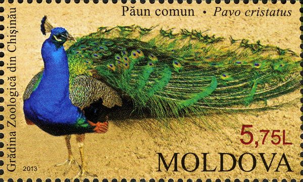 Indian Peafowl (Pavo cristatus)