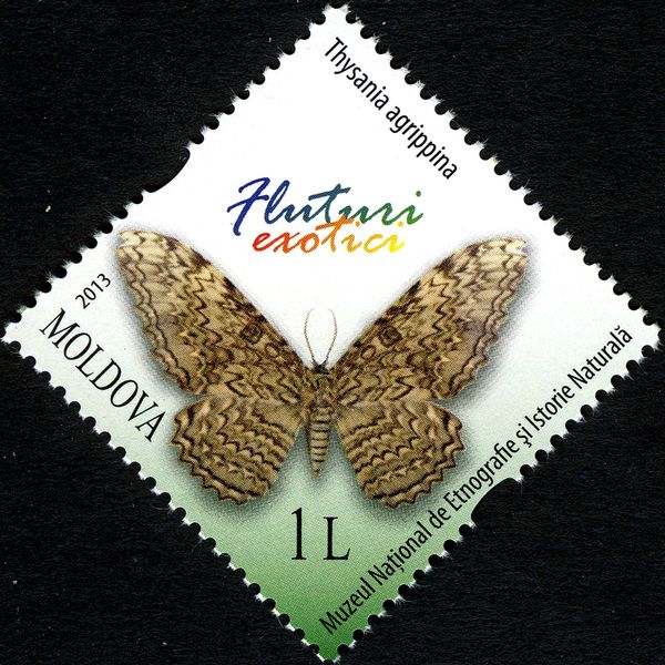 White Witch Moth (Thysania agrippina)