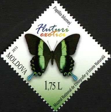 Green Swallowtail Butterfly (Papilio blumei)