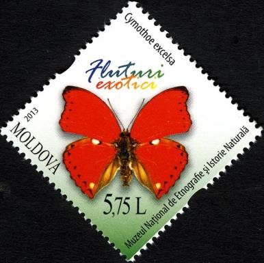 Scalloped Red Glider Butterfly (Cymothoe excelsa)