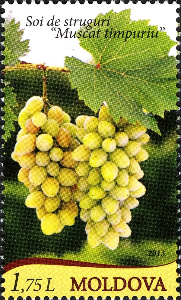 Grape Variety - "Muscat Timpuriu" (Early Muscat)