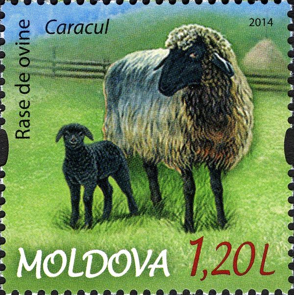 Karakul Sheep (Ovis ammon aries)